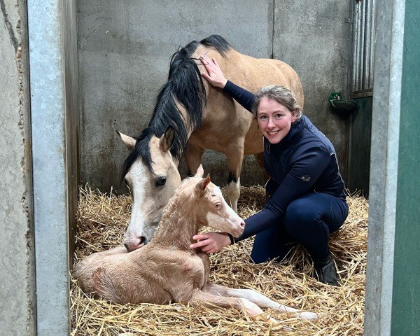 foal by Vpower helena (Nederlands Welsh Ridepony, 2025, from Golden Daim F)