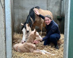 Fohlen von Vpower helena (Nederlands Welsh Ridepony, 2025, von Golden Daim F)