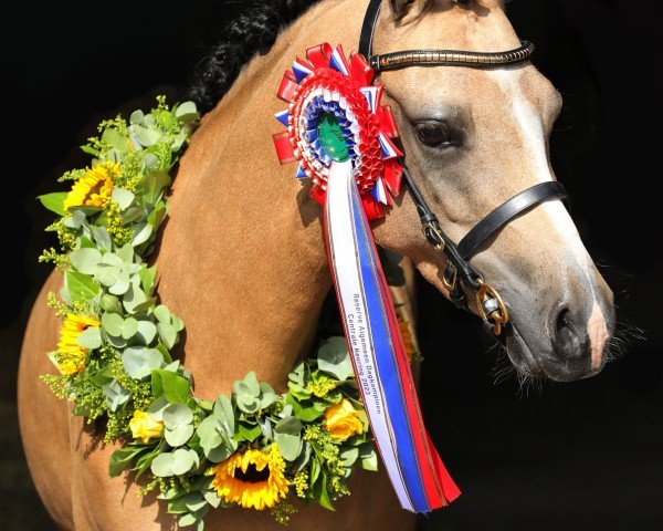 Zuchtstute vpower heavenly (Welsh Partbred,  , von Cassanova du Bois)