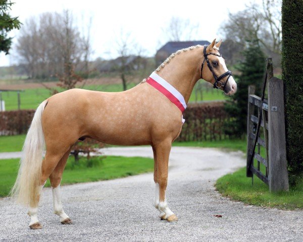 Dressurpferd Next Champion MR (Deutsches Reitpony, 2021, von FS Next Diamond)