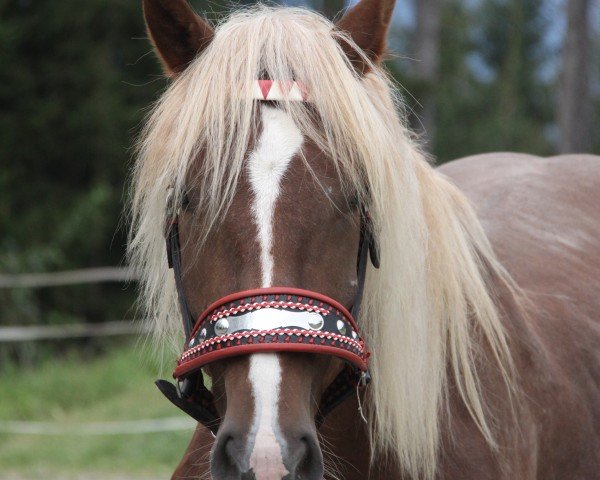 horse Vestus (South German draft horse, 2022, from Wodka)