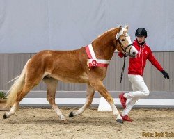 dressage horse Nanuuk aus dem Kirchspiel (Haflinger, 2022, from Noakley BE)