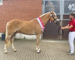 dressage horse Giia BE (Haflinger, 2021, from Amazing Star)