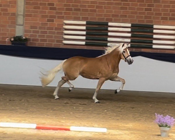 dressage horse Wiivè BE (Haflinger, 2021, from Noakley BE)