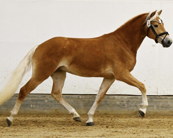 dressage horse Antonio BE (Haflinger, 2022, from Amazing Star)