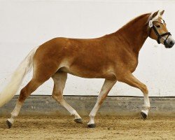 dressage horse Antonio BE (Haflinger, 2022, from Amazing Star)