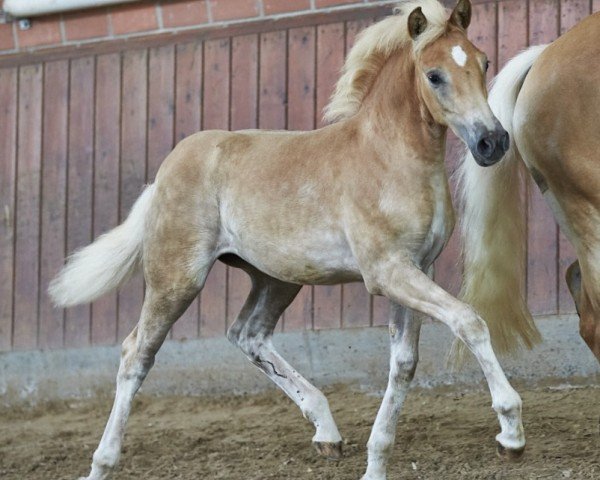 foal by Georgina BE (Haflinger, 2024, from Nomex BE)