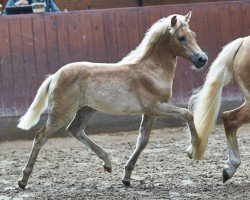 foal by Hollen BE (Haflinger, 2024, from Nomex BE)