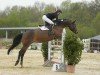 jumper Last Minute 63 (Hanoverian, 2007, from Langer Jan)