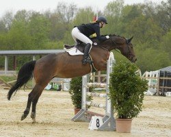 jumper Last Minute 63 (Hanoverian, 2007, from Langer Jan)