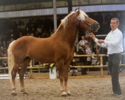 Pferd Nestroy (Haflinger, 1984, von Nordwind)