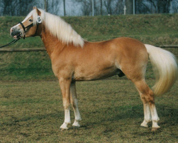 Deckhengst Mathador (Haflinger, 1994, von Midas-Hanja)