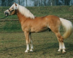 Deckhengst Mathador (Haflinger, 1994, von Midas-Hanja)