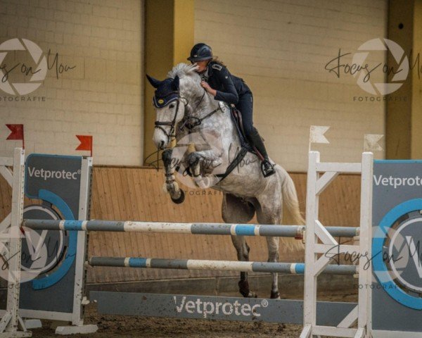 jumper Capitilandro (German Sport Horse, 2015, from Caitano)