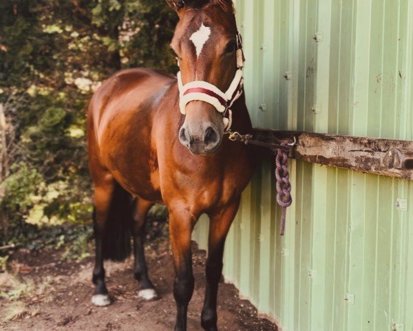 horse Kiara de Villon (Connemara Pony, 2020, from Enjoy des Roseaux)