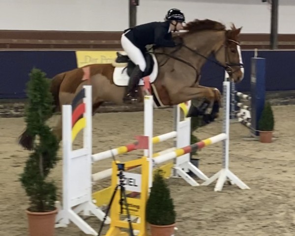 jumper Jon 7 (KWPN (Royal Dutch Sporthorse), 2019, from Jenssen VDL)