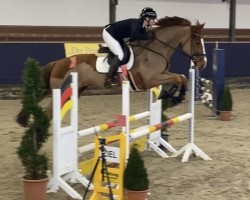 jumper Jon 7 (KWPN (Royal Dutch Sporthorse), 2019, from Jenssen VDL)