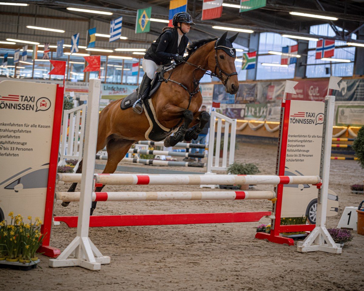 Springpferd Hötzenhof Nistrio (Rheinländer, 2012, von Numero Uno)