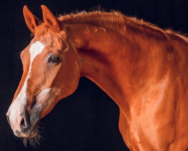 broodmare De La Rouge D (Hanoverian, 1994, from Davignon I)