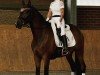 dressage horse Sakari 6 (Trakehner, 2016, from Imhotep)