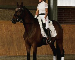 dressage horse Sakari 6 (Trakehner, 2016, from Imhotep)