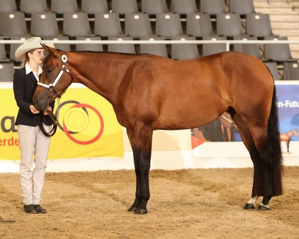 horse Technique Can Get It (Quarter Horse, 2014)