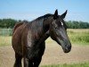 dressage horse Belina JS (Oldenburg, 2022, from Bon Joker)