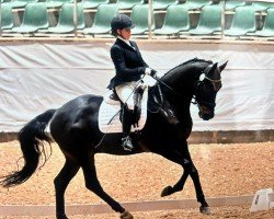 dressage horse Moviestar 9 (KWPN (Royal Dutch Sporthorse), 2017, from Schwarzgold)