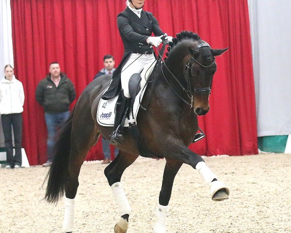 stallion Olymp 60 (Trakehner, 2018, from Helium)