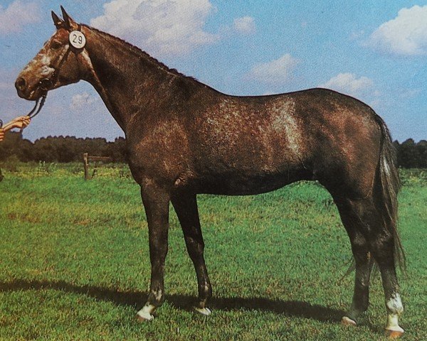 stallion Johannistag 1474 (Noble Warmblood, 1985, from Jerome I 2627)