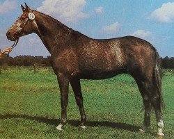 stallion Johannistag 1474 (Noble Warmblood, 1985, from Jerome I 2627)