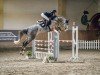 jumper Cashcode 4 (Hanoverian, 2019, from Casallco)