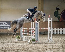 jumper Cashcode 4 (Hanoverian, 2019, from Casallco)