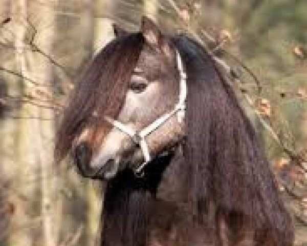 Deckhengst Evian van de Vaarhorst (Shetland Pony (unter 87 cm), 2011, von Winsomeboy van de Rising Sun Stable)