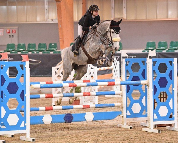 Springpferd Saxon van de Pikkerie (Belgisches Warmblut, 2018, von Nixon van 't Meulenhof)