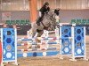 jumper Saxon van de Pikkerie (Belgian Warmblood, 2018, from Nixon van 't Meulenhof)