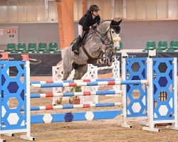 jumper Saxon van de Pikkerie (Belgian Warmblood, 2018, from Nixon van 't Meulenhof)