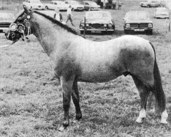 stallion Kirby Cane Plunder (Welsh-Pony (Section B), 1963, from Kirby Cane Gauntlet)