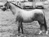 Deckhengst Kirby Cane Plunder (Welsh Pony (Sek.B), 1963, von Kirby Cane Gauntlet)