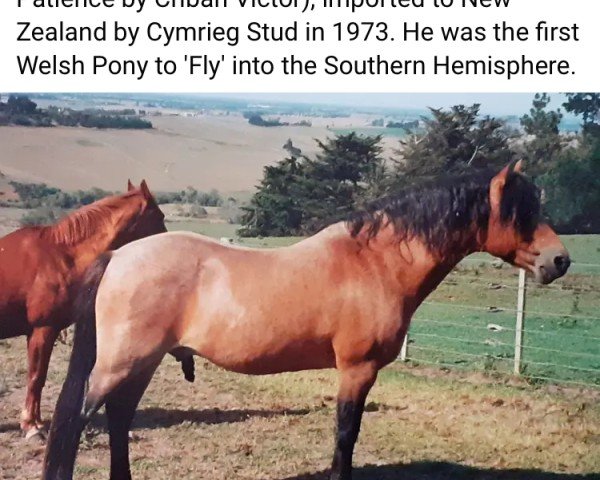 Deckhengst Pendock Pirate (Welsh Pony (Sek.B), 1969, von Kirby Cane Plunder)