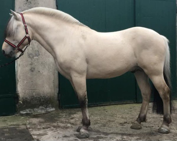 stallion Tornado (Fjord Horse, 2011, from Alabaster)