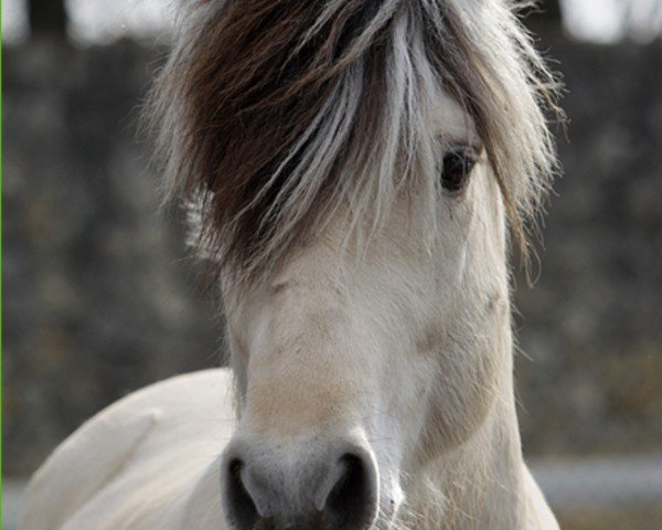 Dressurpferd Alabaster (Fjordpferd, 2007, von Charles á Guren)