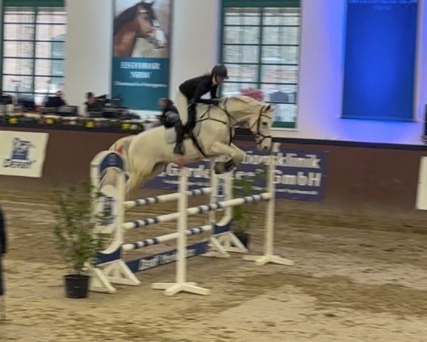 Springpferd Casino 102 (Ungarisches Warmblut, 2010, von Agropoint Cassiloc)