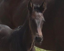 foal by Escanena (Hanoverian, 2024, from Escaneno)