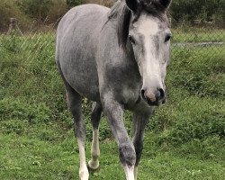 Springpferd Celeste (Mecklenburger, 2018, von Cellow - B)