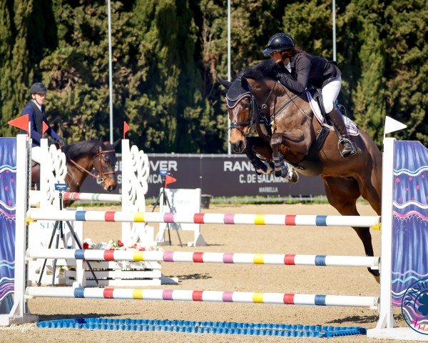 Springpferd Chantal 328 (Hannoveraner, 2018, von Castino 4)
