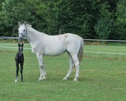 broodmare Gayleen (Oldenburg show jumper, 2007, from Corrado I)