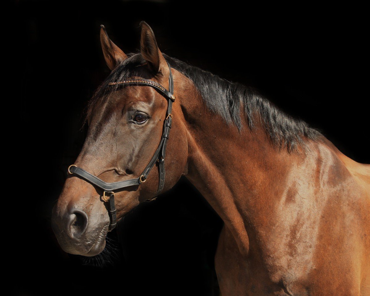 Pferd Escargot de Course (Hannoveraner, 2004, von El Bundy)