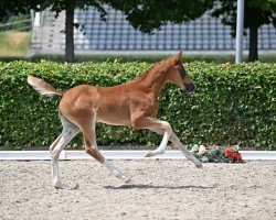 dressage horse Bonds in Gold (German Sport Horse, 2022, from Bonds)