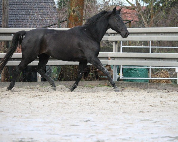 Dressurpferd Stella 639 (Trakehner, 2000, von Tuareg)